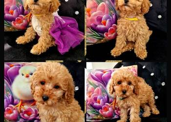 Dziewczynka I chlopiec mini pudelki toy