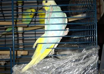 Papugi faliste młode