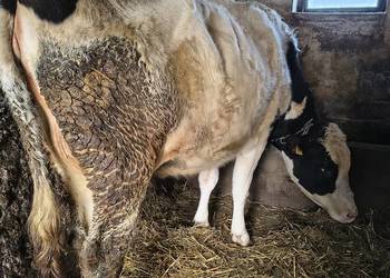 Sprzedam jałówki cielne