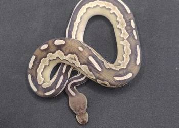 Pyton Królewski samiec Savannah(Cinnamon Mojave)