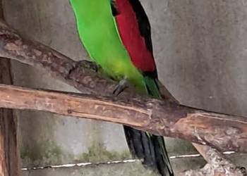 Krasnopiórka czerwonoskrzydła