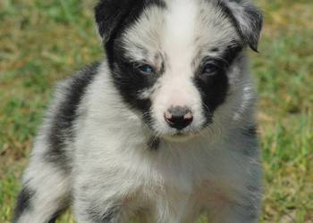 Border collie piesek z błękitnym okiem