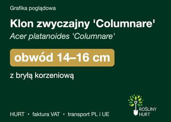 Klon zwyczajny 'Columnare' obwód 14-16 cm, z bryłą – HURT