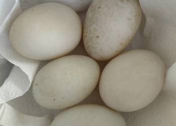 Jaja lęgowe kaczek mix staropolska