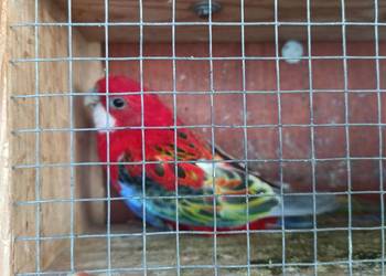 Rozelle białolice czerwone para 2025