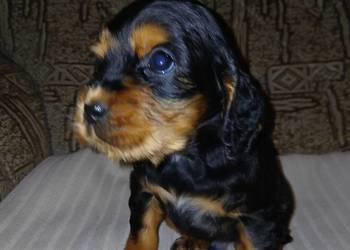 Cocker Spaniel Angielski piesek