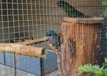 Aleksandretty chińskie z 23r