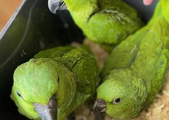 Amazonki oratrix, auropalliata, Park Papug