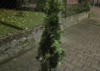 Sprzedam tuje szmaragd wysokość 110cm Sprzedam tuje szmaragd wysokość 110cm