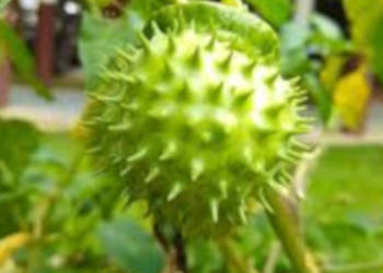BIELUŃ SURMIKWIAT Datura Metel NASIONA 1000 sztuk - 10g.