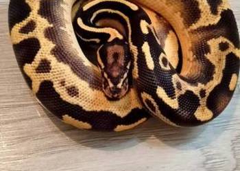 Pytony królewskie python regius