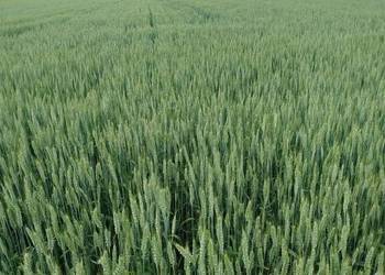 Pszenica jara przewódka czyszczona