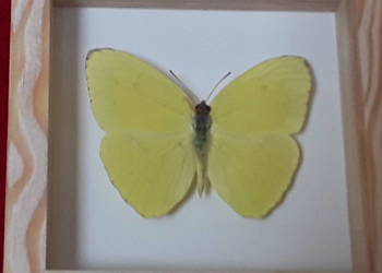 Motyl w ramce 10x10 cm Aphrissa statira 60 mm .