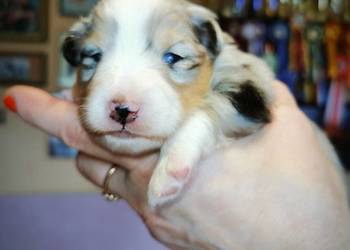 Owczarek szetlandzki szczenię na sprzedaż