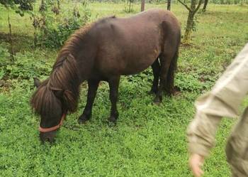 Klacz kuc szetlandzką z rodowodem