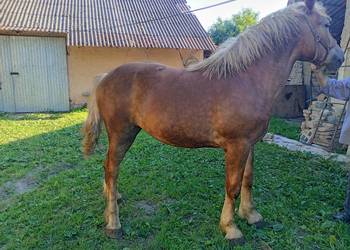 KLACZ  PKZ  15 M-CY