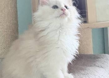 Maine Coon - Śliczna Nemezis !