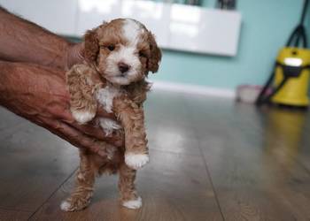 Piesek Maltipoo