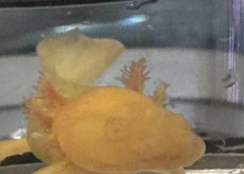 Aksolotl Axolotl Salamandra Meksykańska Płaz Meksykański Ryba Jaszczurka