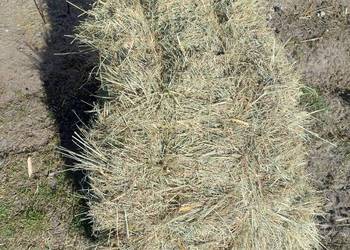 # Siano w kostkach // Zbiór 2025