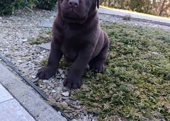 Labrador czekoladowe szczeniaczki