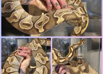 Pyton królewski samica majove Orange dream