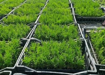 Tuja szmaragd multipaleta