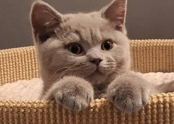 Kociaki brytyjskie FPL kocur/kotka