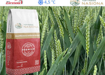 Pszenica ozima TopFarms RTG Cayenne na opóźnione siewy