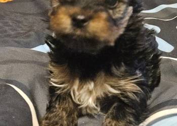 Yorkshire Terrier pies