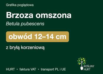 Brzoza omszona (Betula pubescens) obwód 12-14 cm, z bryłą – HURT