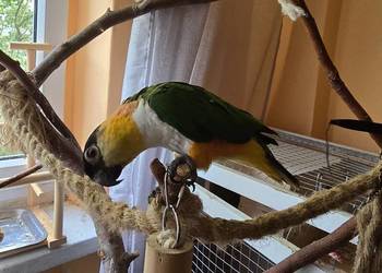 Barwinka czarnogłowa z wolierą ( Pilne !!! )