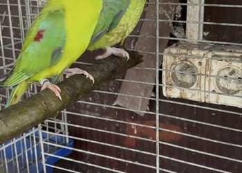 Alexandretty śliwogłowe para