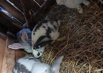 Króliki samczyki różne kolory mięsne