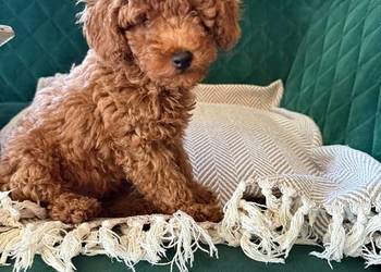 Pudel miniaturowy piesek