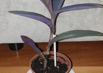 Trzykrotka, setkrezja purpurowa, wys.26  roślina rosnąca