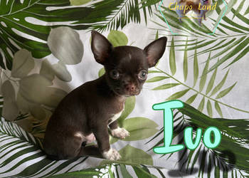 Chihuahua z rodowodem lilac czekoladowe