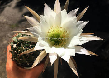 Kaktus Echinopsis Lobivia białe kwiaty