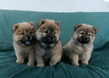 Wzorcowe Chow Chow doskonała budowa rodzice FCI