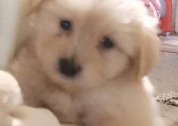 Oddam 2 male pieski!