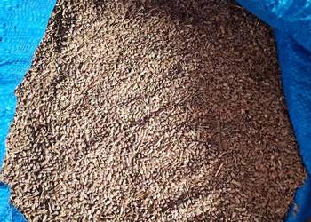 Seradela na siew lub poplon