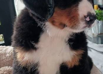 berneński pies pasterski berneńczyk