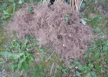 Maliny przychyba