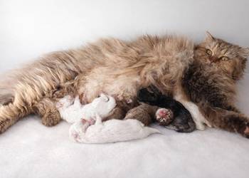 Kot brytyjski długowłosy kotka brytyjska długowłosa rodowód FPL