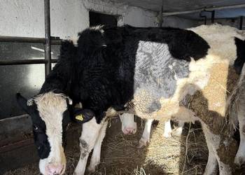 Jałówka wysokocielna