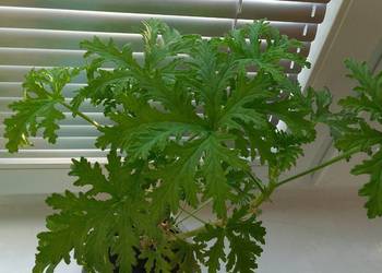 Geranium - Anginka