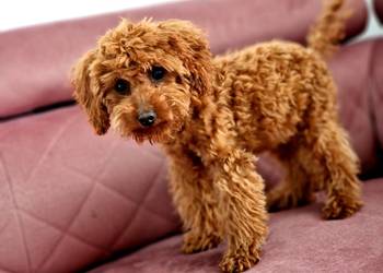 Maleńki pudel toy Brown Red 6miesieczny
