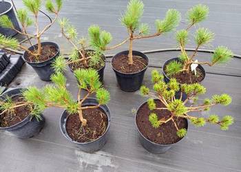Sosna Mini Bonsai 50 zł szt Wrocław