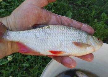 Ziemia rolna Siedlisko Działka  3,26 ha.