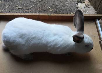 Samiczka kalifornisjka ładnie zbudowana oraz młode kroliki